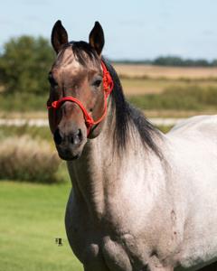 Paternal Grandsire
